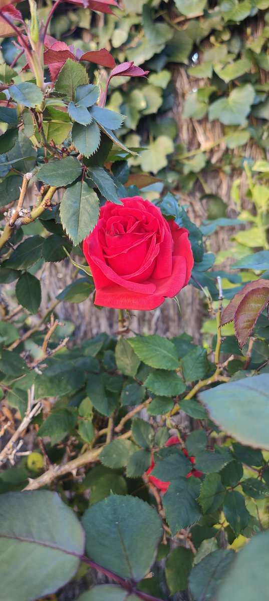 CasalConflent's tweet photo. veniu a #Prada el dia de #SantJordi... 23 d'Abril. Farem #Animacions, #roses #llibres, #presentacions de #llibres i #musicacatalana, i amb #tradicions i #llegendes del #conflent! https://t.co/nbonyDskcx