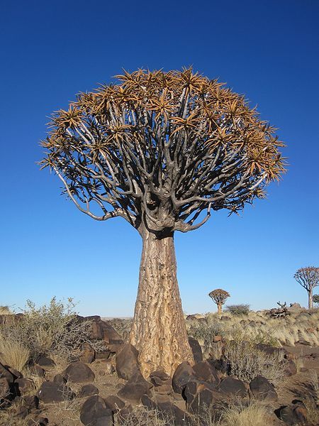 @SobAlert (@sobalert) on Twitter photo A Koekerboom in the hot semi-arid conditions of the <a href="/NorthernCapeSA/">Northern Cape</a> which will be covered with fields of colour in a few months.
#SobAlert
#Energy
#Natural
#solarenergy A Koekerboom in the hot semi-arid conditions of the <a href="/NorthernCapeSA/">Northern Cape</a> which will be covered with fields of colour in a few months.
#SobAlert
#Energy
#Natural
#solarenergy