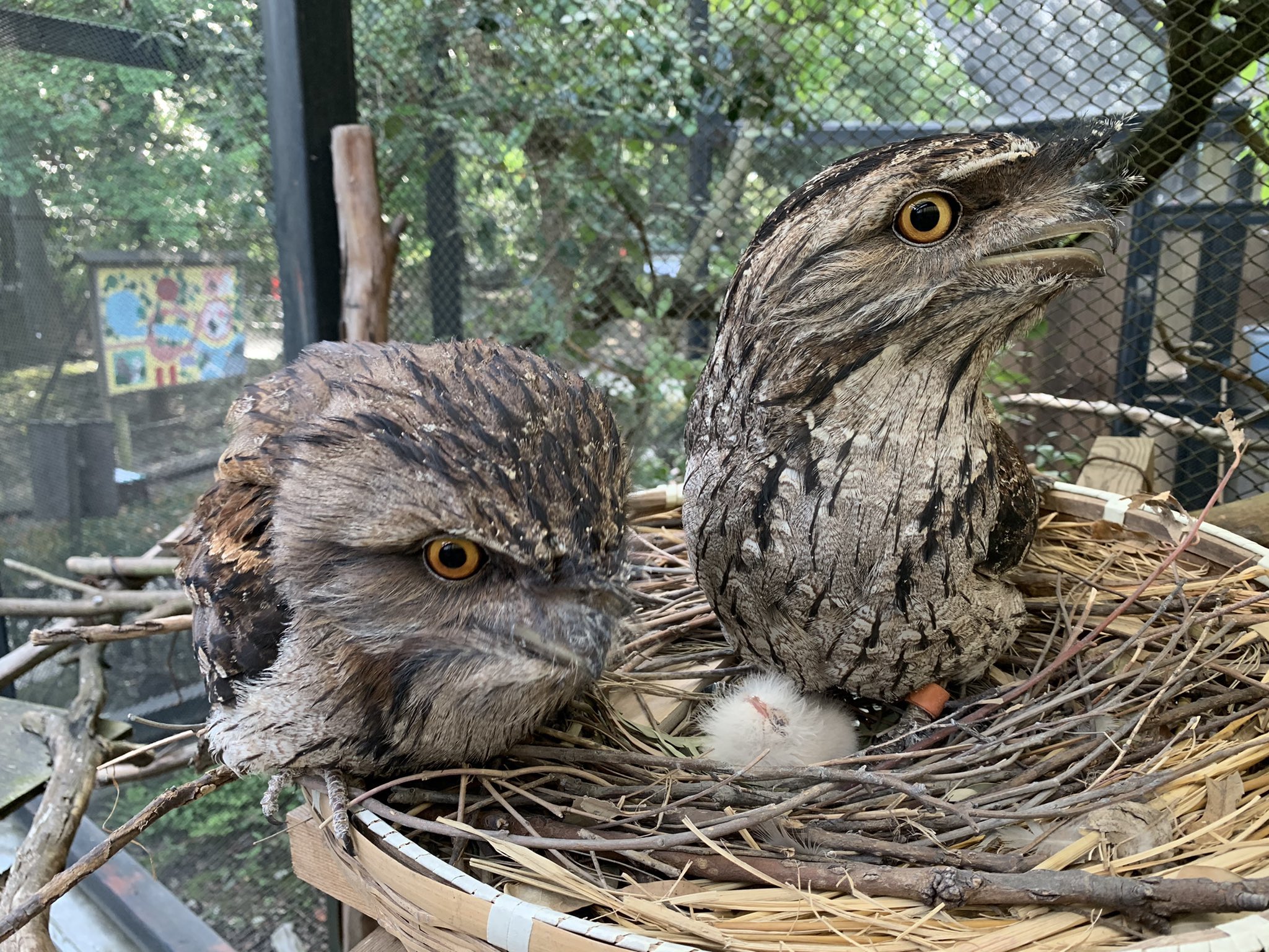 動物園＆水族館ニュース (@ZooNewsJapan) / X