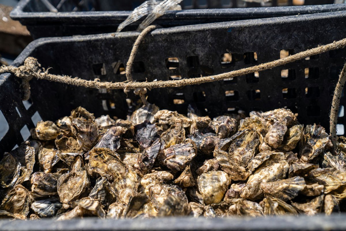 University of Southampton (@unisouthampton) on Twitter photo We are leading a new project to improve the sustainability of oyster, mussel and clam farming in South East Asia, which is threatened by climate change and other pressures.
Read more 👉 brnw.ch/21wRQVL We are leading a new project to improve the sustainability of oyster, mussel and clam farming in South East Asia, which is threatened by climate change and other pressures.
Read more 👉 brnw.ch/21wRQVL