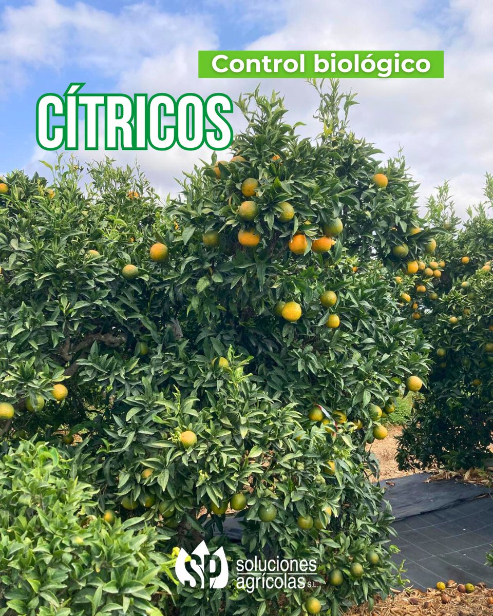 Nuestros técnicos lo tienen claro 👉 "La palabra curativo en el #controlBiológico no existe. En todos los cultivos tiene un carácter más preventivo. Los insectos tienen que adaptarse, desarrollarse en las plantas para poder ejercer un control eficaz. Y para eso necesitan tiempo.