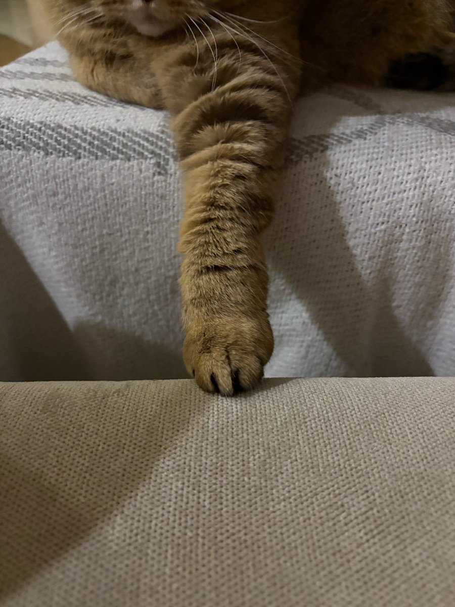 Котолапка 🐾