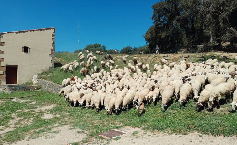 PUBLICACIÓ AL NÚMERO 35 DE L'ATZAVARA: Gestió ramadera al Parc del Montnegre i el Corredor
Us informem d'un nou article que hem publicat sobre Gestió ramadera al Parc.
Més informació: raco.cat/index.php/Atza…
