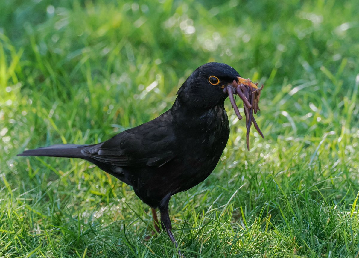 Tom Collier (@tomcdevon) on Twitter photo I'm starting a worm off with <a href="/StephMurphy66/">Steph Murphy</a> hahaha. Up high trying to get swallows when this new Dad rocks up on the hunt for soily spaghetti! #beakfull #blackbird <a href="/BBCSpringwatch/">BBC Springwatch</a> I'm starting a worm off with <a href="/StephMurphy66/">Steph Murphy</a> hahaha. Up high trying to get swallows when this new Dad rocks up on the hunt for soily spaghetti! #beakfull #blackbird <a href="/BBCSpringwatch/">BBC Springwatch</a>
