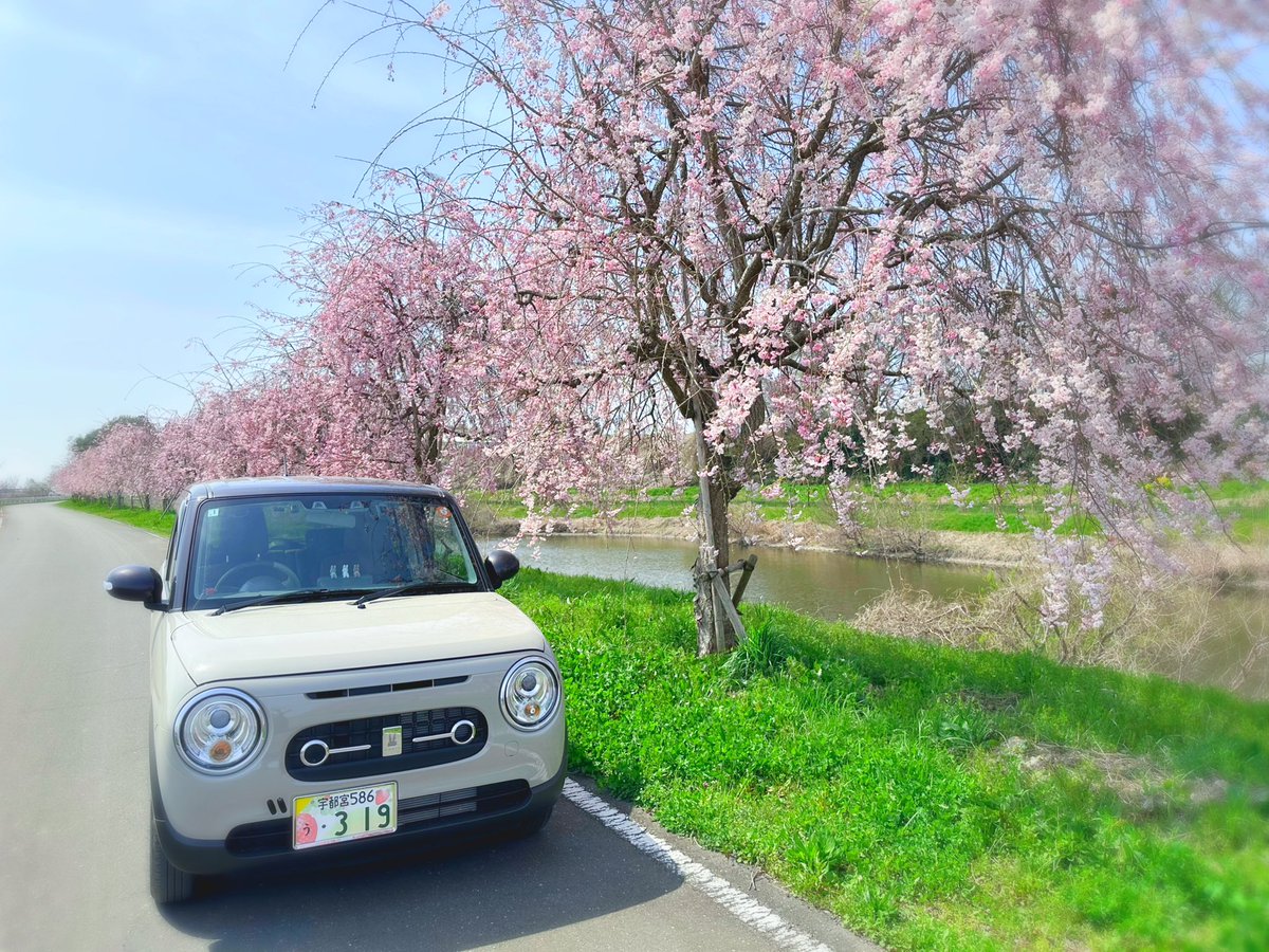 love_o407's tweet photo. ラパンちゃんとも撮れた🌸
@栃木県真岡市 五行川二宮遊水地
#栃木県真岡市 #栃木県 #真岡市
#真岡の一万本桜まつり
#mokafan #真岡応援カメラマン
#LapinLC #ラパンLC https://t.co/yrWmc05Mbo
