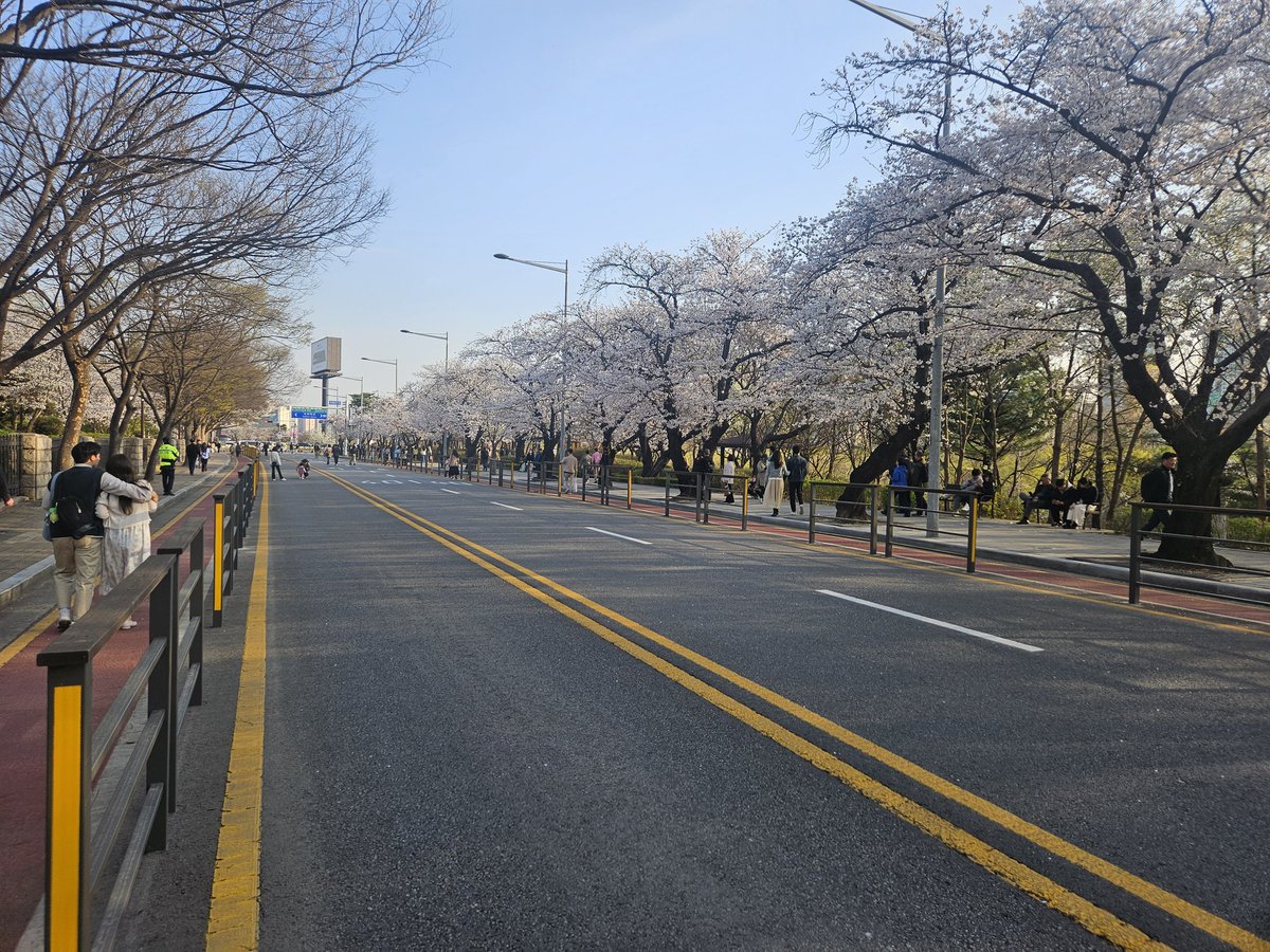 여의도에 봄꽃축제가 오늘부터 시작이라 해서 한번 와봤습니다.
벚꽃이 만개한것 같으니 올해에는 꼭 한번 와보길 추천드립니다.