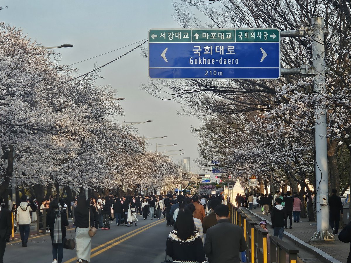 dc_FiveTime's tweet photo. 여의도에 봄꽃축제가 오늘부터 시작이라 해서 한번 와봤습니다.
벚꽃이 만개한것 같으니 올해에는 꼭 한번 와보길 추천드립니다. https://t.co/vAirldJ1DN
