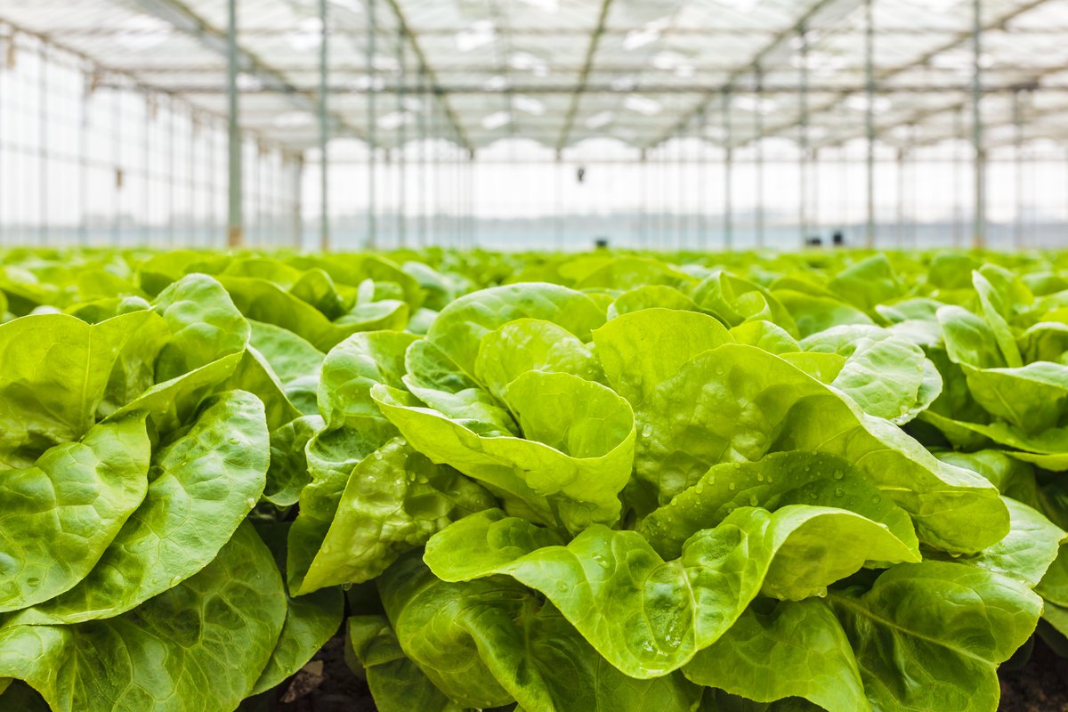 RoamTechnology's tweet image. In 2024, a trial was conducted on managing P. cryptogea in hydroponic lettuce and chicory systems.

Huwa-San TR-50, in combination with an ultrafiltration system, delivered excellent results in this trial!

Get to know more: bit.ly/4jq8Ao0