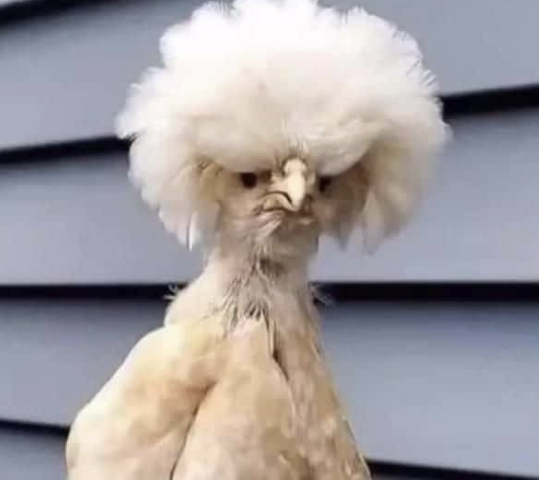 rooster1932's tweet photo. if karen was a Cock

#Rooster 2nk7chmEgwfEkKMLBiNkR2HB9Yf9C2GWpMsfUwaKpump https://t.co/ZN1IY7rn4b