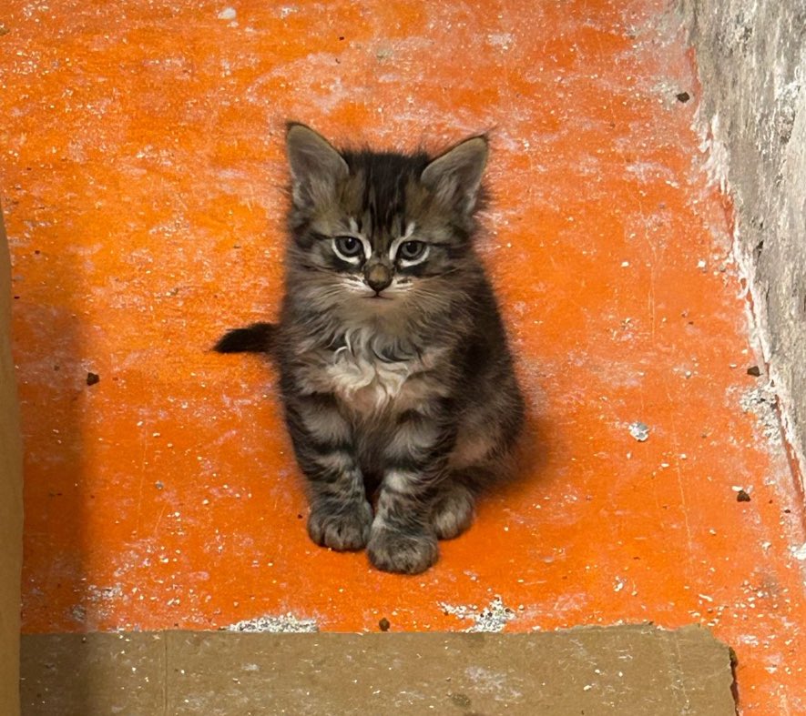 omer_art3's tweet photo. Şu aşırı tatlı bebelere yuva aranıyor. İstanbul’dalar. İletişim: 0533 693 07 78 https://t.co/abdSnnNK96