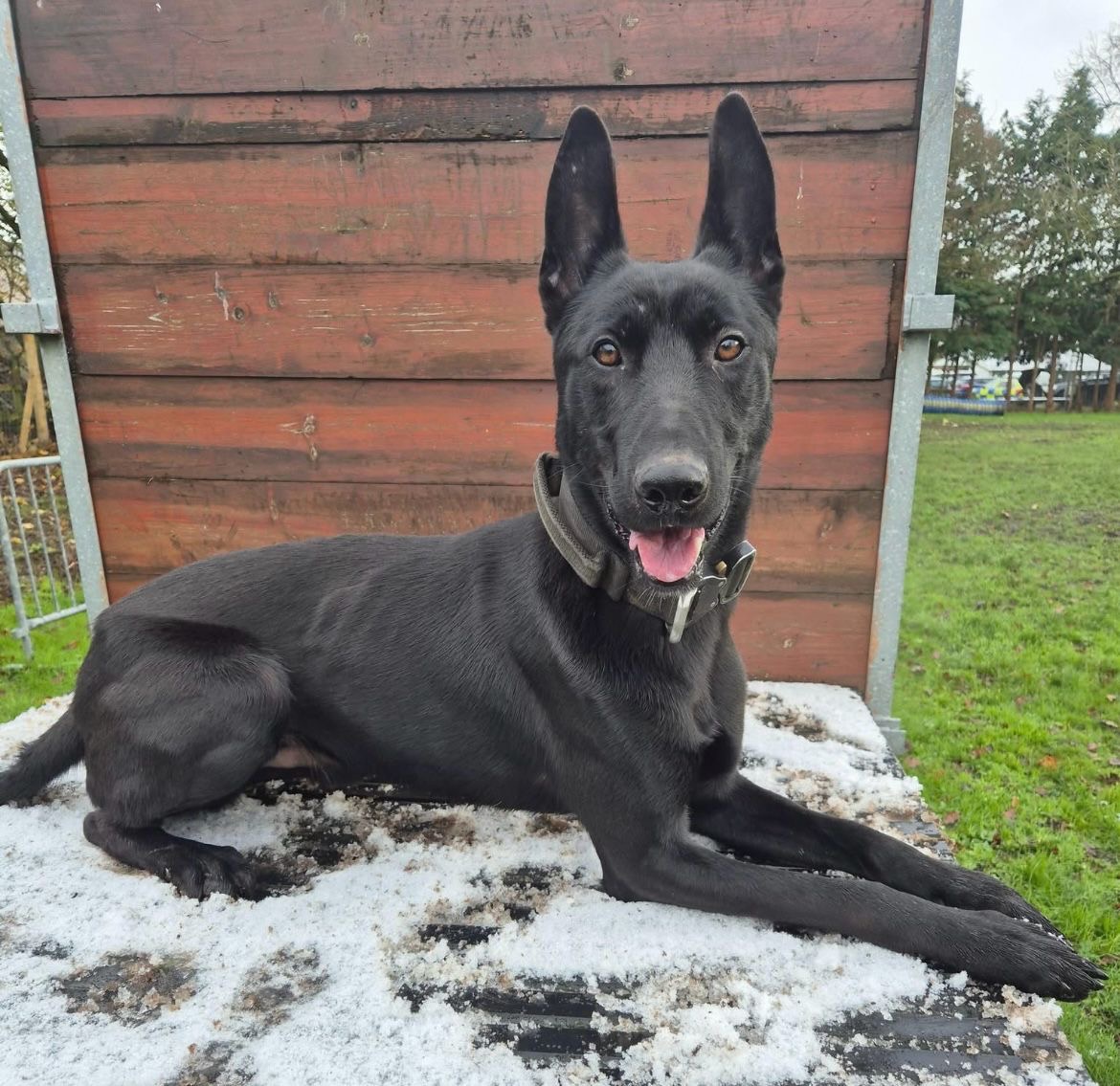 Lancs Police DogUnit (@lancspoldogunit) on Twitter photo Following a burglary this morning a suspect was soon apprehended.
PD Woody commenced a โback trackโ and after 25 mins Woody locates the suspects ditched clothing, rucksack, stolen items and the weapon.
Without this snout the evidence wouldnโt have been located ๐๐ป๐๐ป๐๐ป๐๐ป๐๐ป Following a burglary this morning a suspect was soon apprehended.
PD Woody commenced a โback trackโ and after 25 mins Woody locates the suspects ditched clothing, rucksack, stolen items and the weapon.
Without this snout the evidence wouldnโt have been located ๐๐ป๐๐ป๐๐ป๐๐ป๐๐ป