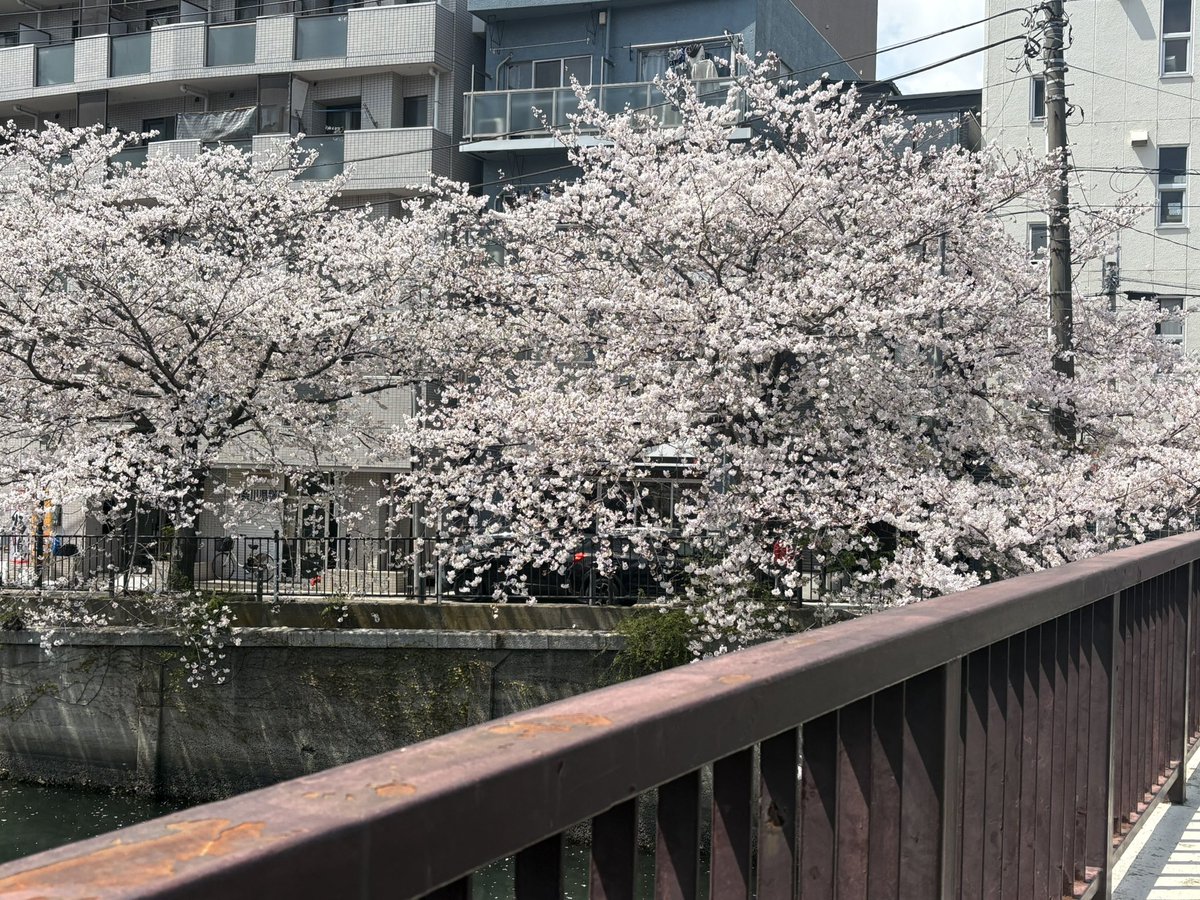sametowatashi's tweet photo. 今日はお花見🌸 https://t.co/vCrjw7DSQa