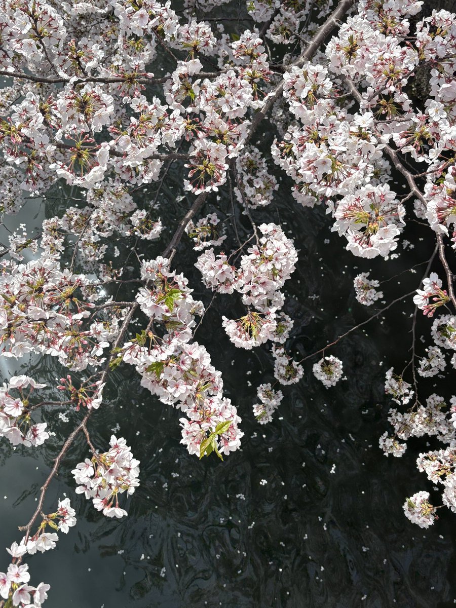 sametowatashi's tweet photo. 今日はお花見🌸 https://t.co/vCrjw7DSQa