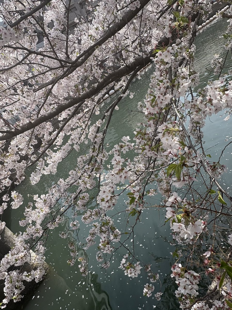sametowatashi's tweet photo. 今日はお花見🌸 https://t.co/vCrjw7DSQa