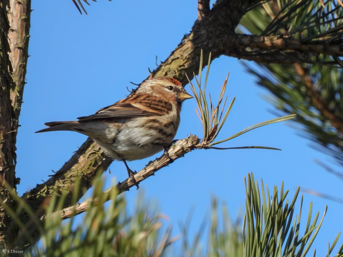 Great closeup views of eight crossbills this morning at my local patch Upper Coldwell in East Lancs. Also a group of lesser redpolls feeding with them 😀👍☀️ 

#eastlancsbirds #Loxiacurvirostra