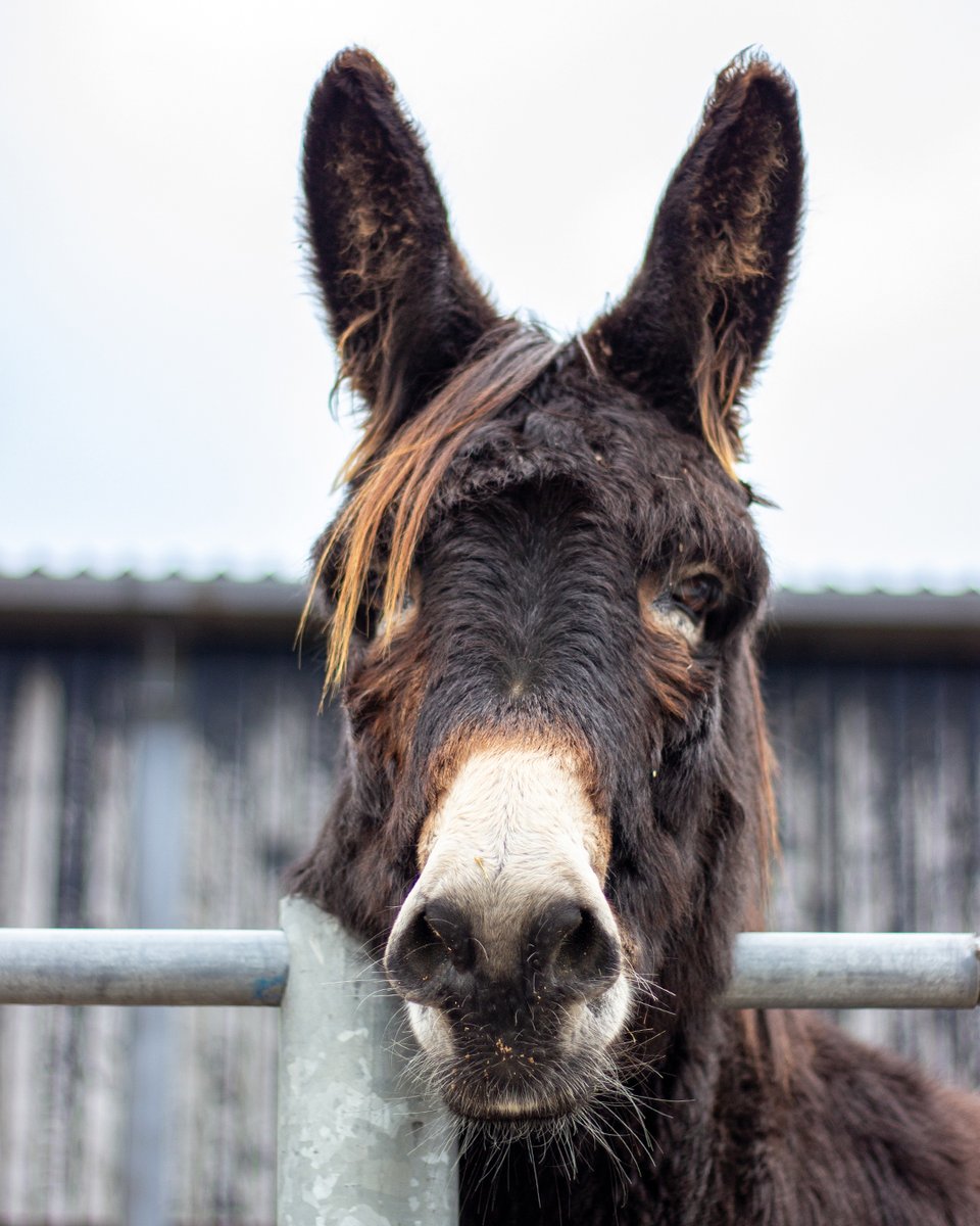 A little appreciation post for Sandor and his natural 'highlights'...😍 We welcomed Sandor to our sanctuary in 2016 after he'd been badly neglected for two long years 💔. Since then, Sandor has bounced back from surgery to remove three sarcoids, a type of skin cancer in donkeys.