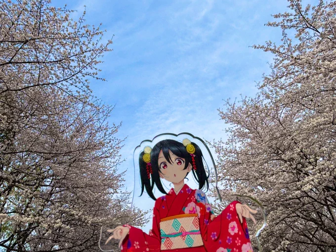 お花見行ってきました 満開の桜見れてよかった〜 1年前はよちよち歩きだったおもちが沢山走り回って遊んでておもちも楽しんでくれてよかった〜