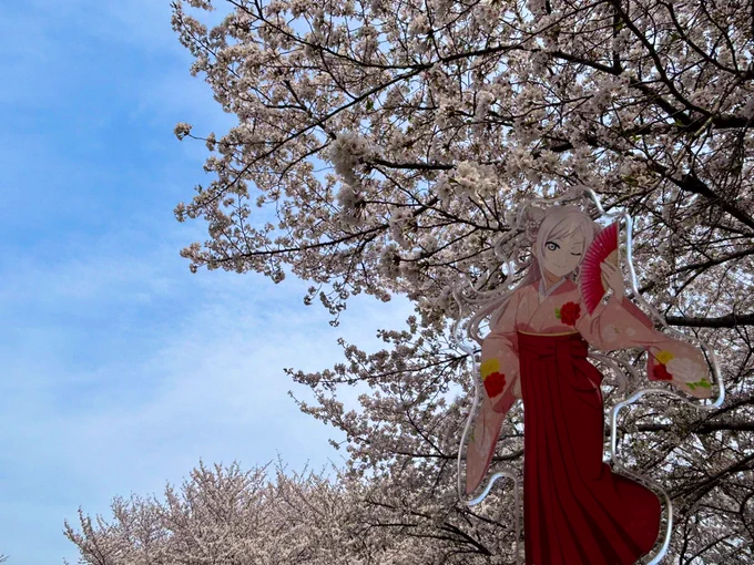 お花見行ってきました 満開の桜見れてよかった〜 1年前はよちよち歩きだったおもちが沢山走り回って遊んでておもちも楽しんでくれてよかった〜