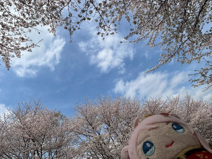 お花見行ってきました 満開の桜見れてよかった〜 1年前はよちよち歩きだったおもちが沢山走り回って遊んでておもちも楽しんでくれてよかった〜