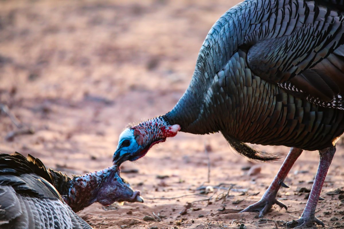 Mike Chamberlain (@wildturkeydoc) on Twitter photo Asserting dominance often is on full display while turkey hunting, when a harvested bird is attacked by another tom. Toms never miss a chance to move up in the pecking order, as dominance matters in the turkey world! <a href="/wildturkeylab/">wildturkeylab</a> <a href="/NWTF_official/">The National Wild Turkey Federation</a> Asserting dominance often is on full display while turkey hunting, when a harvested bird is attacked by another tom. Toms never miss a chance to move up in the pecking order, as dominance matters in the turkey world! <a href="/wildturkeylab/">wildturkeylab</a> <a href="/NWTF_official/">The National Wild Turkey Federation</a>