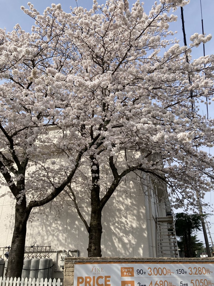 f_tottori's tweet photo. こんにちは😃ファインオリーブ鳥取店です( ◠‿◠ )当店の桜🌸が満開になりました🌸🌸外に出るたびに桜を見て癒されています🌸🌸🌸今日はゲリラ看板を出しています。お客様のご来店スタッフ一同心よりお待ちしております🌸🌸🌸🌸

https://t.co/PDTyRX4mii

https://t.co/D9LDioBJhB https://t.co/3706cBmA1s