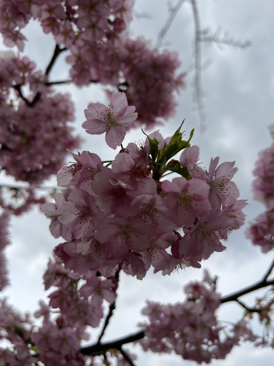 今日は娘の小学校の入学式。私も同じクラスのバングラデシュのパパと仲良くなり、5月家に招待されました。楽しみです。