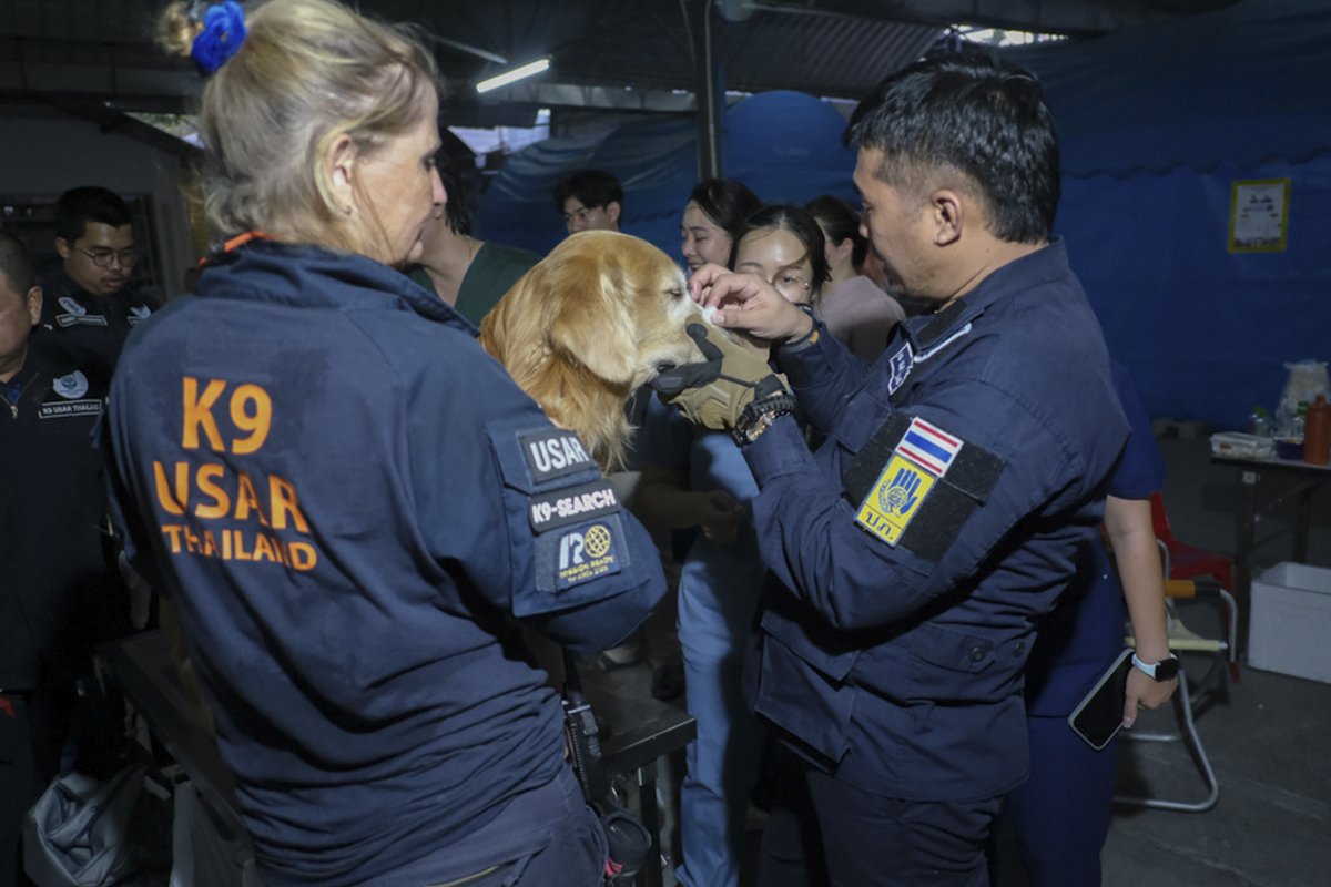 CollectifDr's tweet photo. Durant 10 jours le team K9 Thailand dog rescue s’est battu pour retrouver des victimes sous les décombres du building effondré à Bangkok dans le secteur de Chatuchak, suite au tremblement de terre de Birmanie le 28 Mars.

Reportage de Christian Mouchet, actuellement sur place https://t.co/nWmWJm33GP