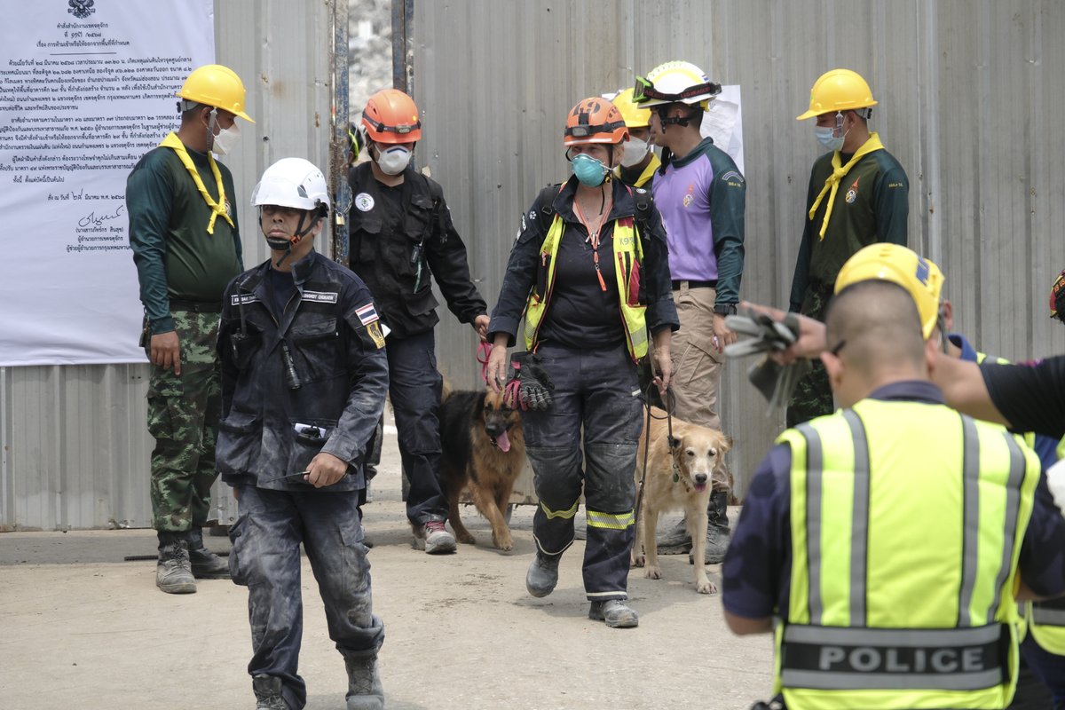 CollectifDr's tweet photo. Durant 10 jours le team K9 Thailand dog rescue s’est battu pour retrouver des victimes sous les décombres du building effondré à Bangkok dans le secteur de Chatuchak, suite au tremblement de terre de Birmanie le 28 Mars.

Reportage de Christian Mouchet, actuellement sur place https://t.co/nWmWJm33GP