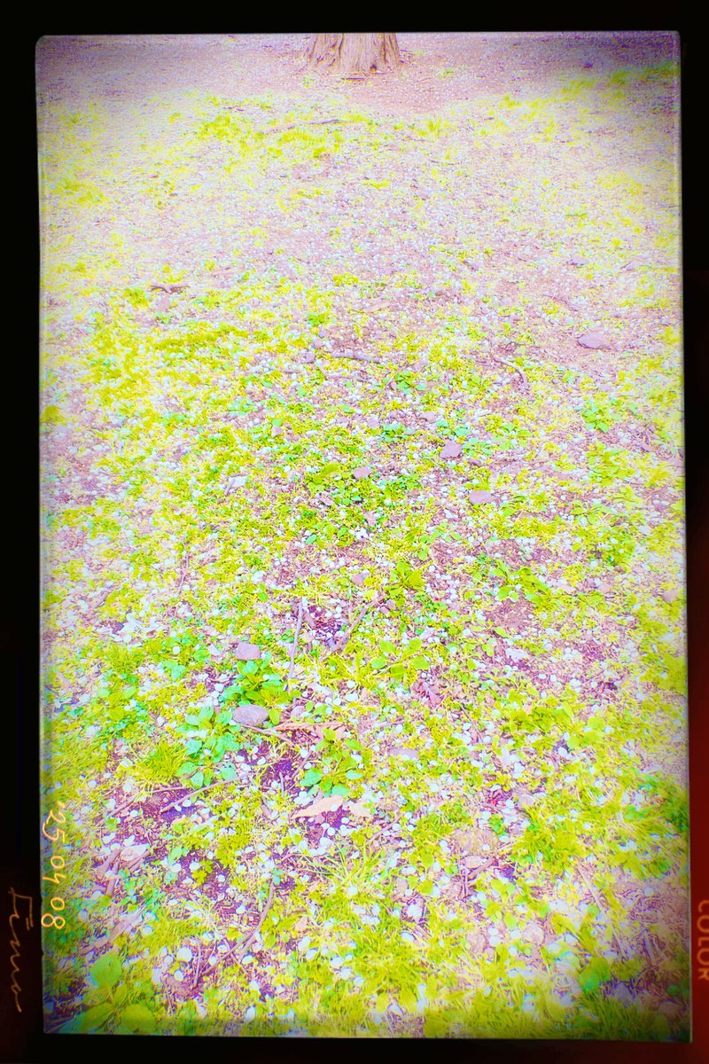 _mi_photography's tweet photo. 都内の桜は場所によってはだいぶ散り始めてるんですね。
かなり葉が出ていました。 https://t.co/SAloGzZzPU