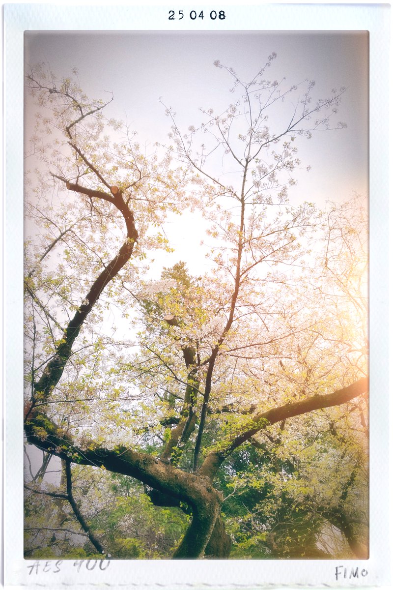_mi_photography's tweet photo. 都内の桜は場所によってはだいぶ散り始めてるんですね。
かなり葉が出ていました。 https://t.co/SAloGzZzPU