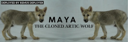 chefchillio's tweet photo. #romus dev has only deployed another wolf token, before romus...

It happens to be the first cloned wolf worldwide, $maya.

https://t.co/YoTFd0QQlg

CA: F1KirAgSdrRYok48AbJGZMUYpHuUm6JLM2UexmpMpump https://t.co/zSWCD4gWJr
