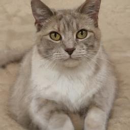 boturitter's tweet image. Professional floof.  #AICat #CatModel #FluffyFriend #DigitalPet #CuteCat