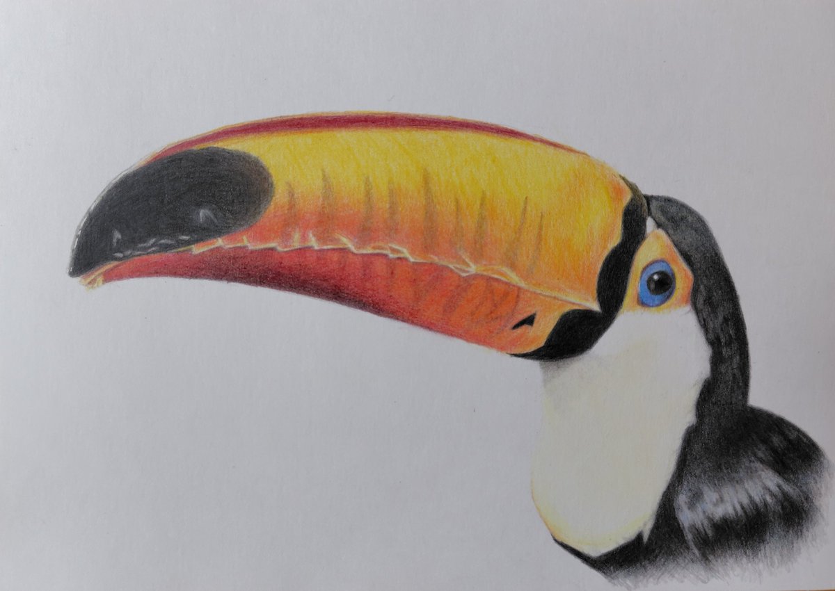 もふ/色鉛筆画 (@mofu_iroenpitu) / Posts / X