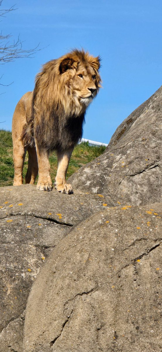 mmwijnands's tweet photo. @WildlandsNL gisteren eindelijk de nieuwe mannetjes leeuw gezien Maison wat prachtige leeuw wauw #wildlands #emmen #lions #leeuw #kingofjungel #perfect https://t.co/ZAup89B1uB