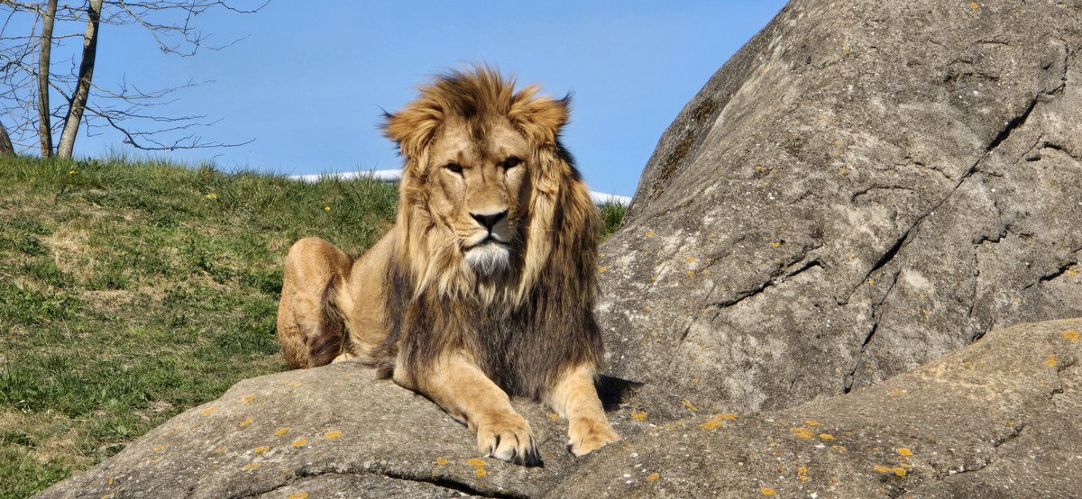 mmwijnands's tweet photo. @WildlandsNL gisteren eindelijk de nieuwe mannetjes leeuw gezien Maison wat prachtige leeuw wauw #wildlands #emmen #lions #leeuw #kingofjungel #perfect https://t.co/ZAup89B1uB
