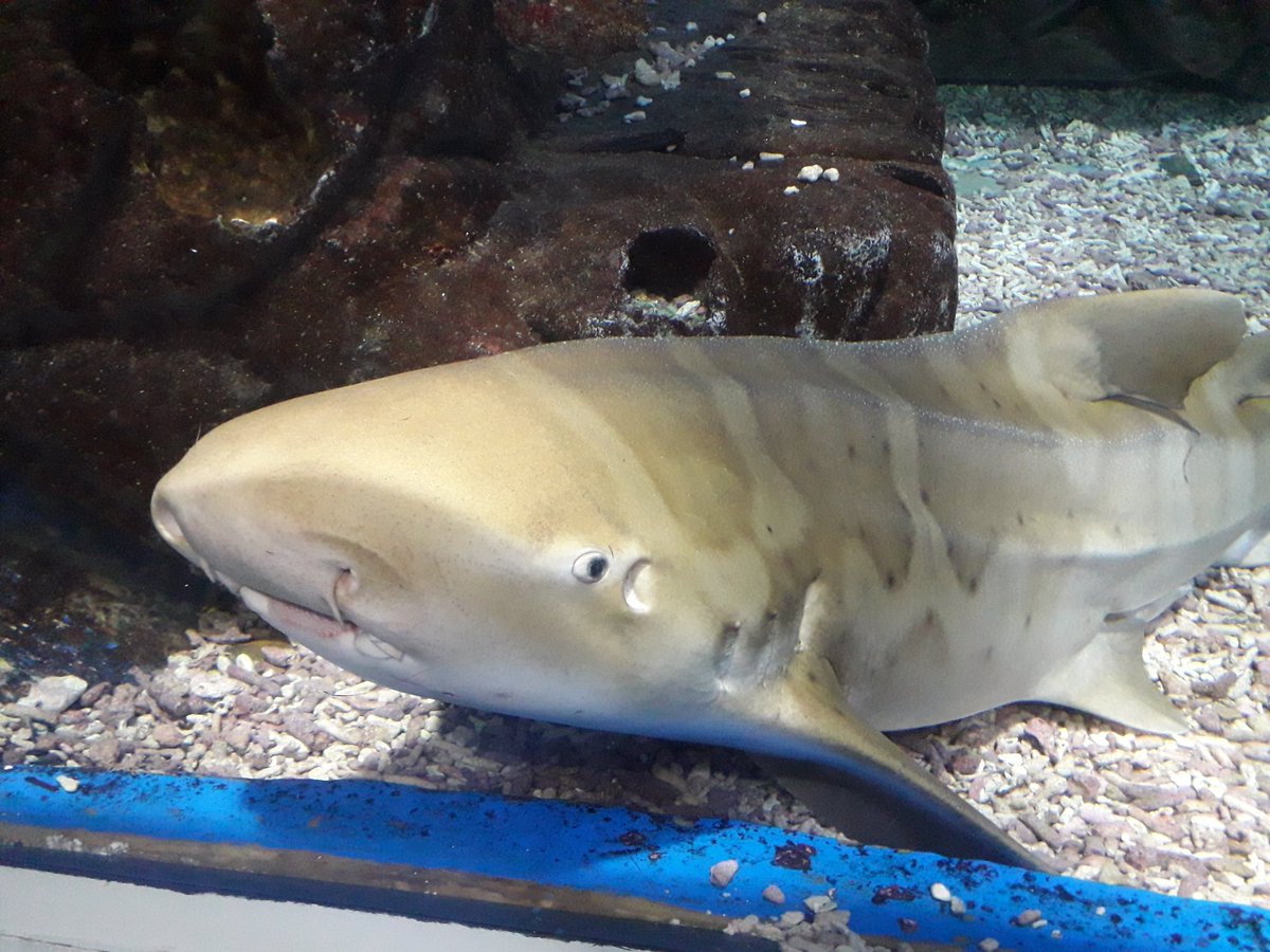 X4N2KM's tweet photo. @HumansNoContext Feesh https://t.co/6UaQNuIQyj