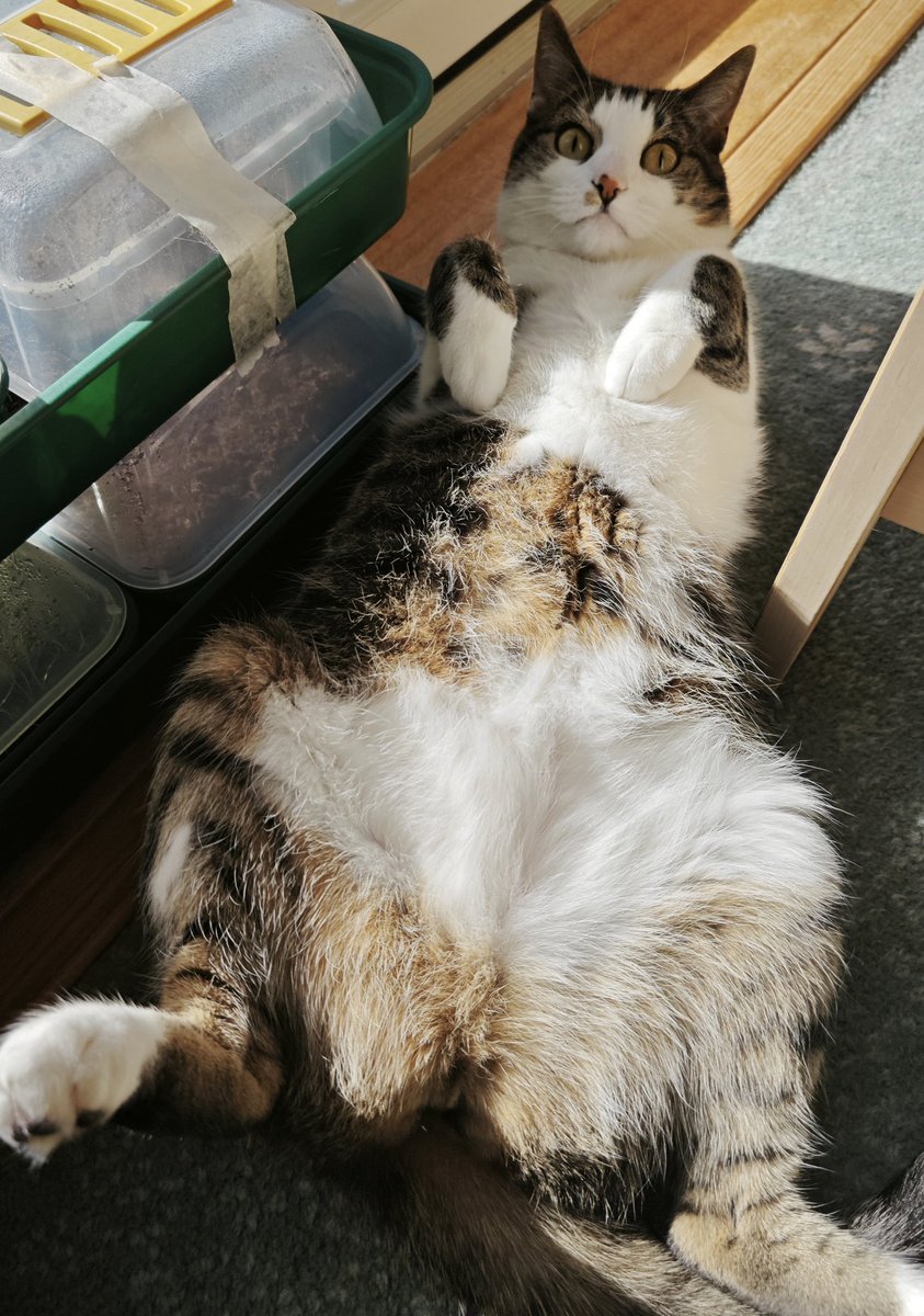 musicallykerr's tweet photo. Busted enjoying the sun. And why not, quite right. 🙂😽☀️👍 #SunbathingCats https://t.co/i88DQdFRod