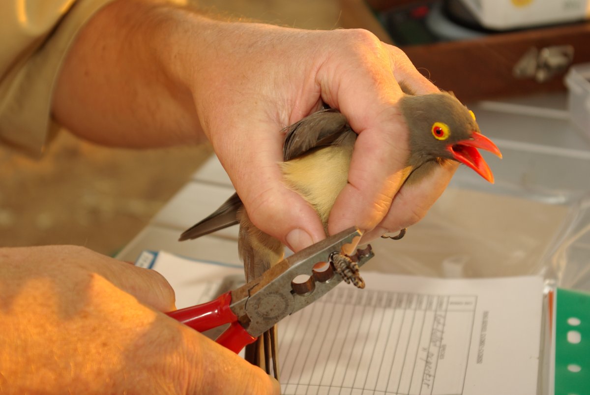 Put a ring on a bird!
One of many scientific projects that happened during my Kruger tenure was on the red-billed oxpecker (Buphagus erythrorynchus) by ornithologists from EWT.
Skukuza, Kruger National Park, 2008.
Photograph by Raymond Travers