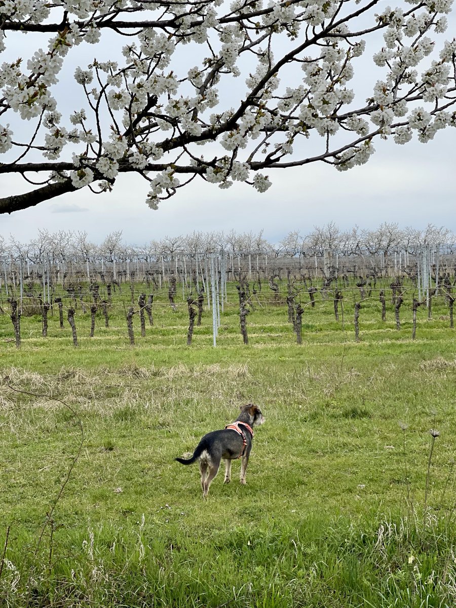 RoniasGarden's tweet image. Walkies 🐾🥾- 
Nachschauen ob die Kirschblüte den Morgenfrost vor ein paar Tagen überlebt hat….🌸
Schaut gut aus. 😊

#walkies   #Kirschblüte