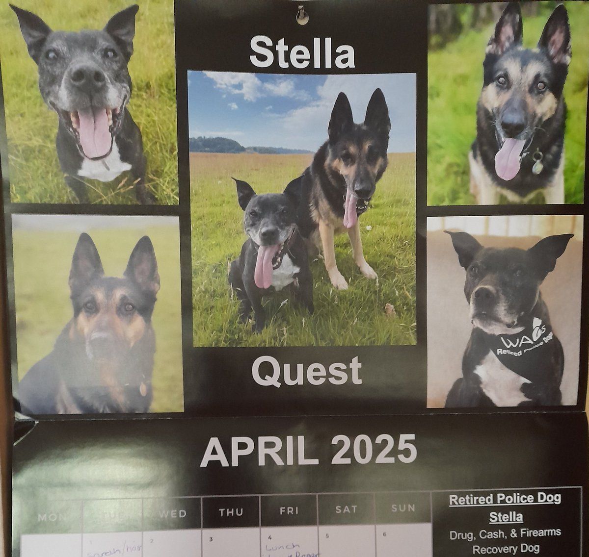 Charlie & Misty🌈 Fleming (@mistyfl60439423) on Twitter photo <a href="/RPD2025STELLA/">Retired Police Dog Stella the Staffie</a> <a href="/RPDQuest/">Retired Police Dog Quest</a> 30 days of you and Quest keeping our house appointments on track. 🐾💙🐾💙🗓 <a href="/RPD2025STELLA/">Retired Police Dog Stella the Staffie</a> <a href="/RPDQuest/">Retired Police Dog Quest</a> 30 days of you and Quest keeping our house appointments on track. 🐾💙🐾💙🗓