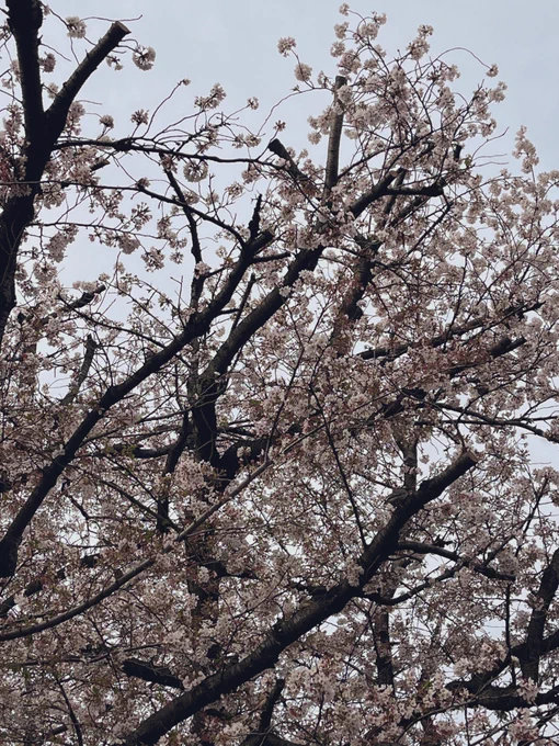 近所の桜を見に行ってきました! お昼の桜をよくよく見ると、鳥がとまっていたのが可愛かったです!