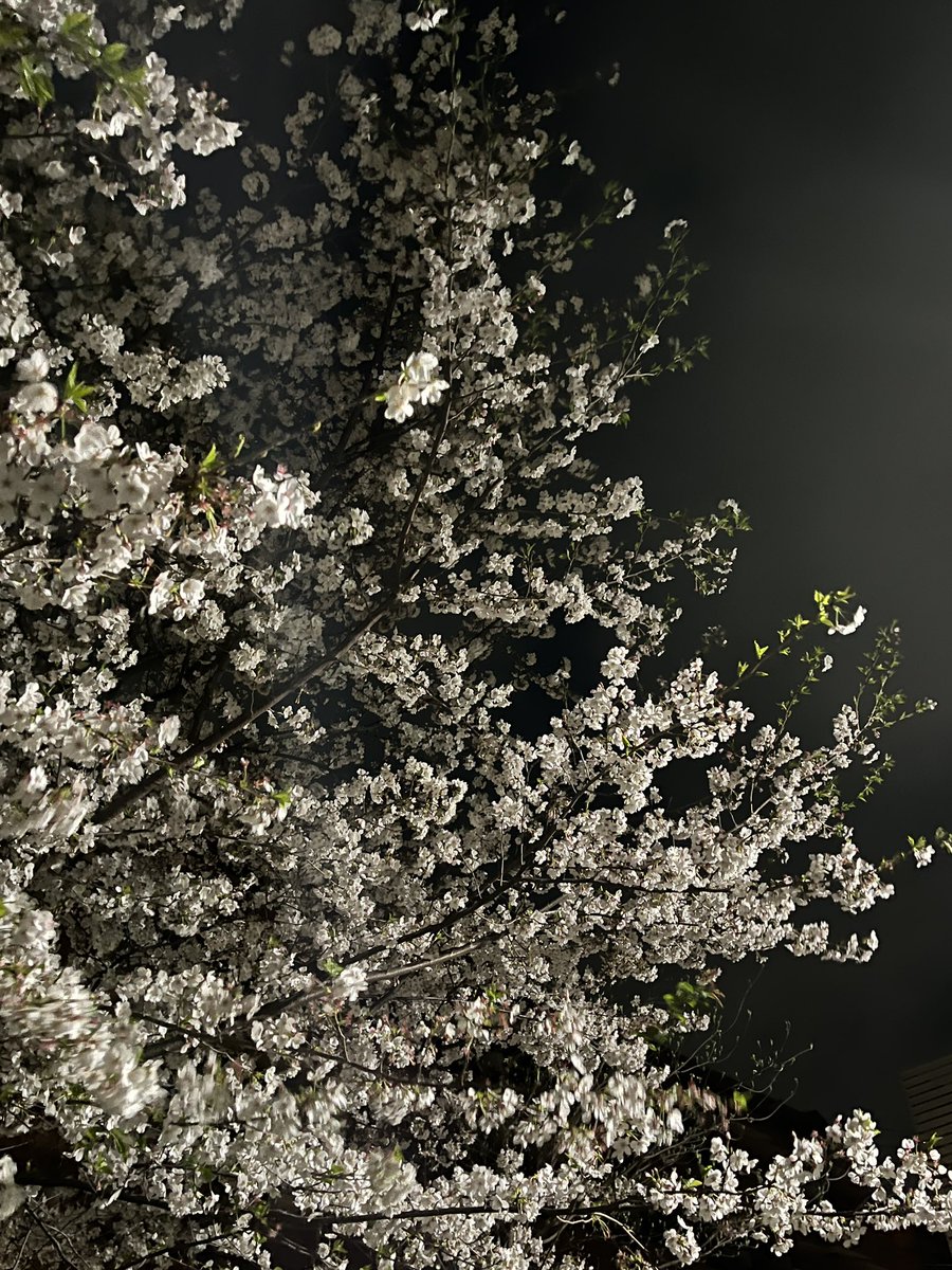 「近所の桜を見に行ってきました! お昼の桜をよくよく見ると、鳥がとまっていたのが可」|橙夏りり＠ はじめてのお嬢様1巻3/9発売●ねこ上司といぬ部下くん　連載中です！のイラスト