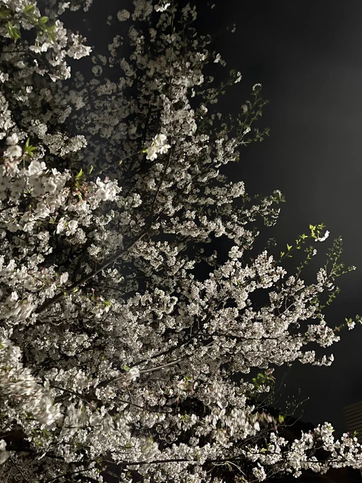 近所の桜を見に行ってきました! お昼の桜をよくよく見ると、鳥がとまっていたのが可愛かったです!