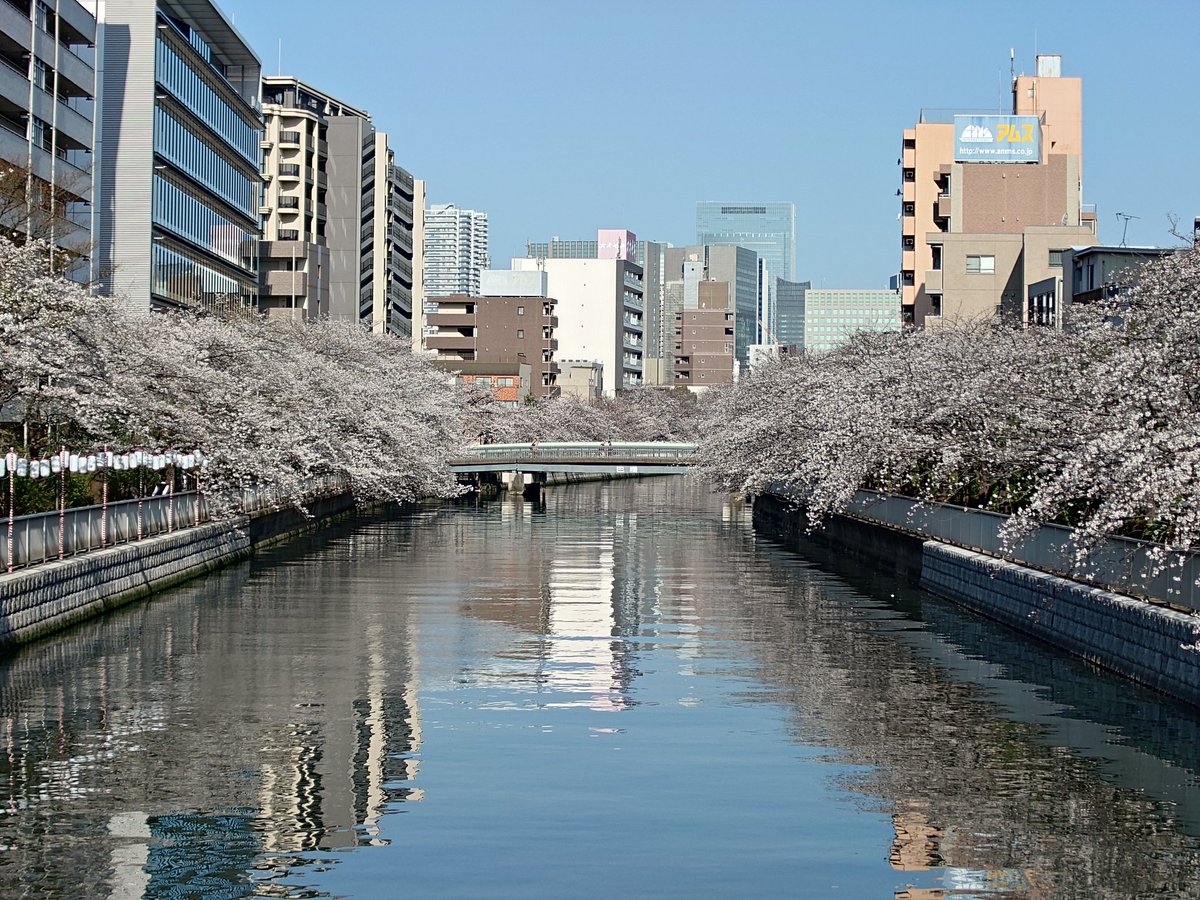 fujimimaru's tweet photo. 大横川の桜クルーズ🚢今年は桜にも天気にも恵まれて、いつにも増して大盛況🎵国外からのお客様にも大好評でした❗️今日あたりが桜のピークですが、今週末までは見れそうです🌸

ご予約・お問合せは
深川冨士見☎03-3641-0507
(門前仲町駅 徒歩10分)
アイランドストーン☎03-3643-2780
(潮見駅 徒歩2分) https://t.co/OxRBTDpIbd