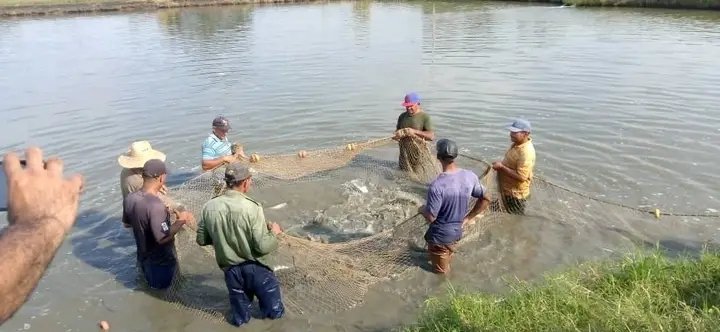 Ministerio de la Industria Alimentaria de Cuba (@minalcuba) on Twitter photo Desde el <a href="/minalcuba/">Ministerio de la Industria Alimentaria de Cuba</a> felicitamos a los trabajadores de la Pesca en su dia👉caracterizados por el compromiso con la Revolución este gremio se mantiene sin descanso en la producción de alimentos.#PescaPorCuba
#MinalxCuba Desde el <a href="/minalcuba/">Ministerio de la Industria Alimentaria de Cuba</a> felicitamos a los trabajadores de la Pesca en su dia👉caracterizados por el compromiso con la Revolución este gremio se mantiene sin descanso en la producción de alimentos.#PescaPorCuba
#MinalxCuba