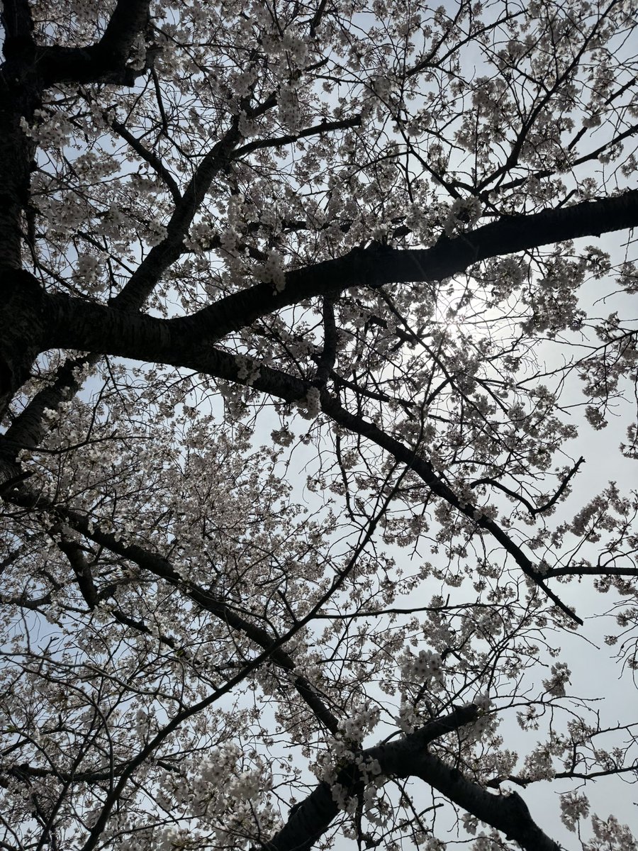 tomozo_running's tweet photo. 🌸ラン16kmからの🌸散歩 https://t.co/nUfCnMzho1