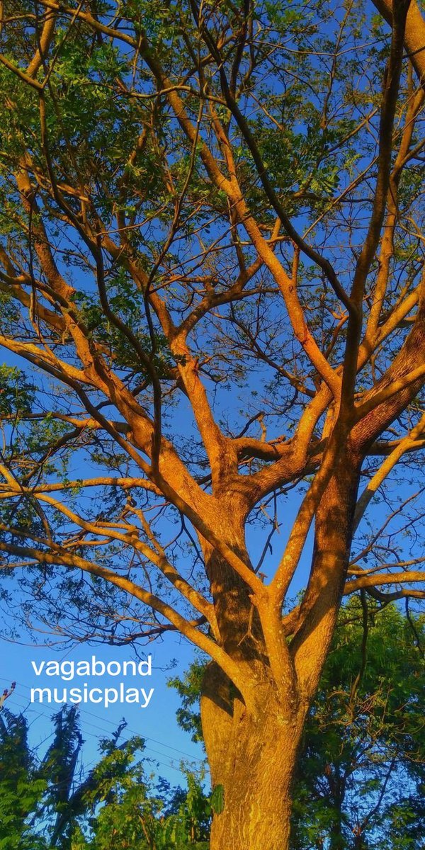 eyes that see..
music in trees..