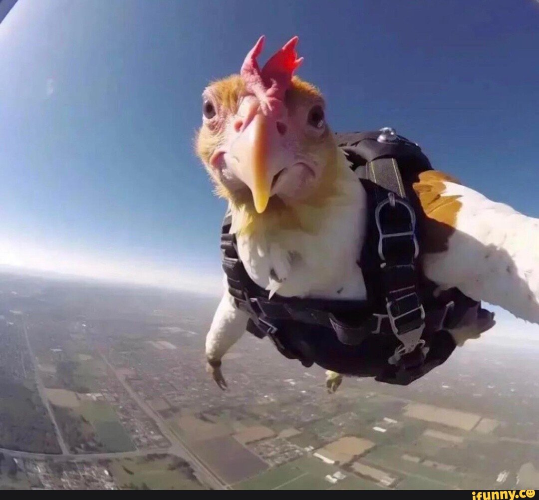 rooster1932's tweet photo. Flying Cock - Rooster1932 

2nk7chmEgwfEkKMLBiNkR2HB9Yf9C2GWpMsfUwaKpump https://t.co/ax1RK77wT5
