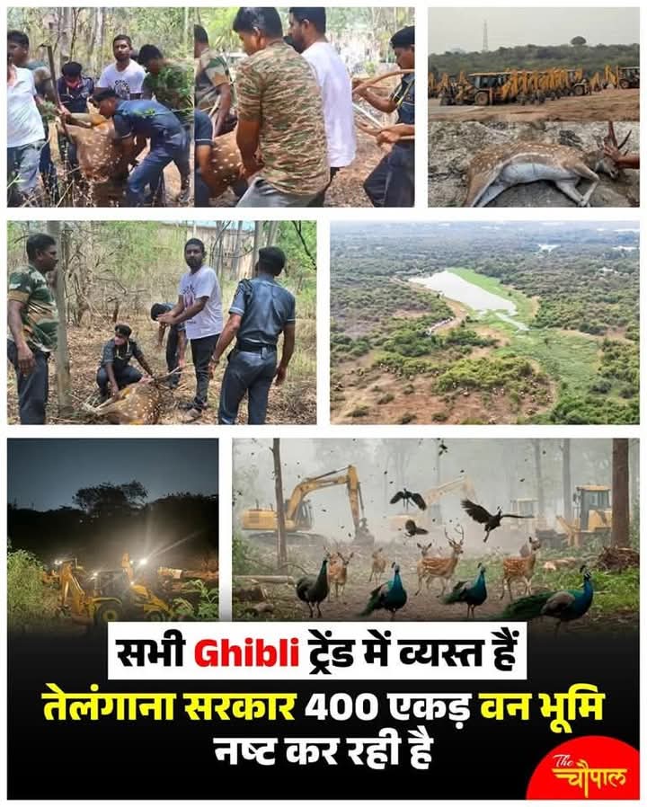 VeerPartapSuraj's tweet photo. गुनाह करके कहां जाओगे ग़ालिब,ये जमीन, ये असमाँ, सब उसी का हैं.! अखबारों ने लिखा शहर में छाया गायों,बंदरों, कुत्तों का आतंक, लेकिन ये कभी नहीं लिखा कि जंगलों पर छाया इंसानों का आतंक। 🤔
Save forest-Save animals #HyderabadCentralUniversity
Save green jangal https://t.co/PGwQ9UdOzc