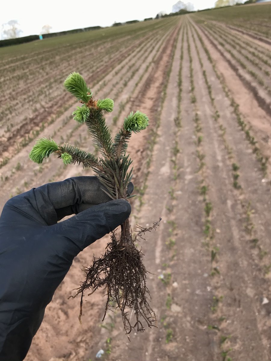 This cutting might look a bit funny now, but you can bet that in 30 years’ time it will be a majestic timber tree! It is one of our many trees propagated vegetatively from genetically superior stock - this means straighter, with fewer branches, and of course faster growing.
